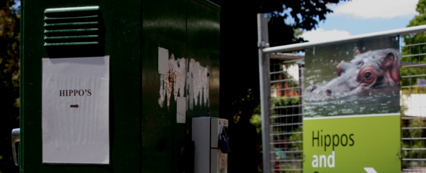 Hippo -->